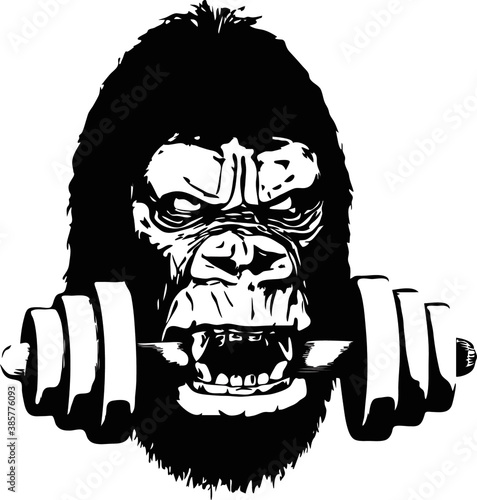 Angry gorilla holding a dumbbell with its teeth