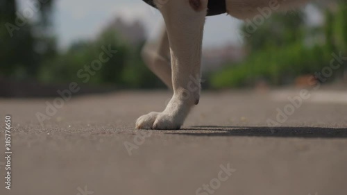 The dog is hot and hurt in the clutches of hot asphalt. High quality 4k footage