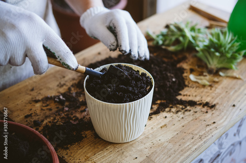 Home garden. How to Transplant Repot a Succulent, propagating succulents. Woman gardeners hand transplanting cacti and succulents in cement pots on the wooden table. photo