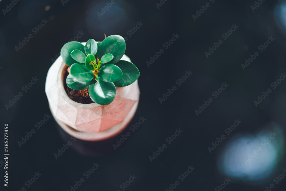 Small plants adorn the coffee table and outdoor venue. Small plants adorn the coffee table and outdoor venue.