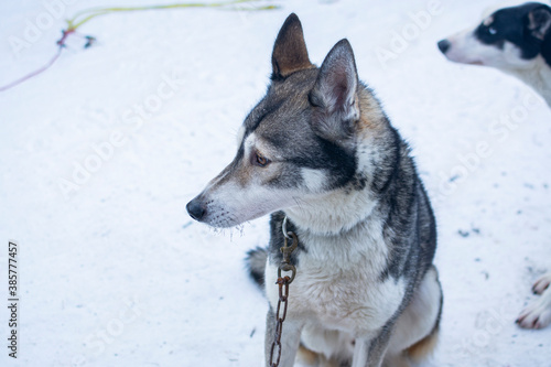 Sled dog waiting for races, Vuokatti, Finland © hivaka