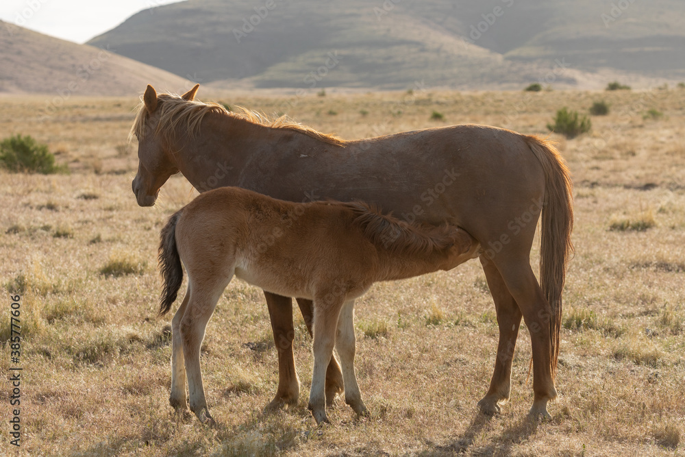 Wild Horse Mare and Her Foal in Utah in Spring Wild Horse Mare and Her Foal in Utah in Spring