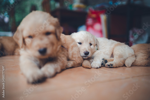Many Golden puppies were sleeping merry.
