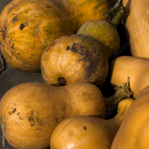 fully grown pumpkins harvested during the autumn season