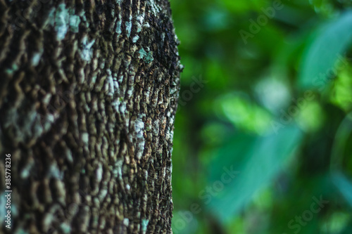 Pine bark in forest against blurred green background nature in asian forest.