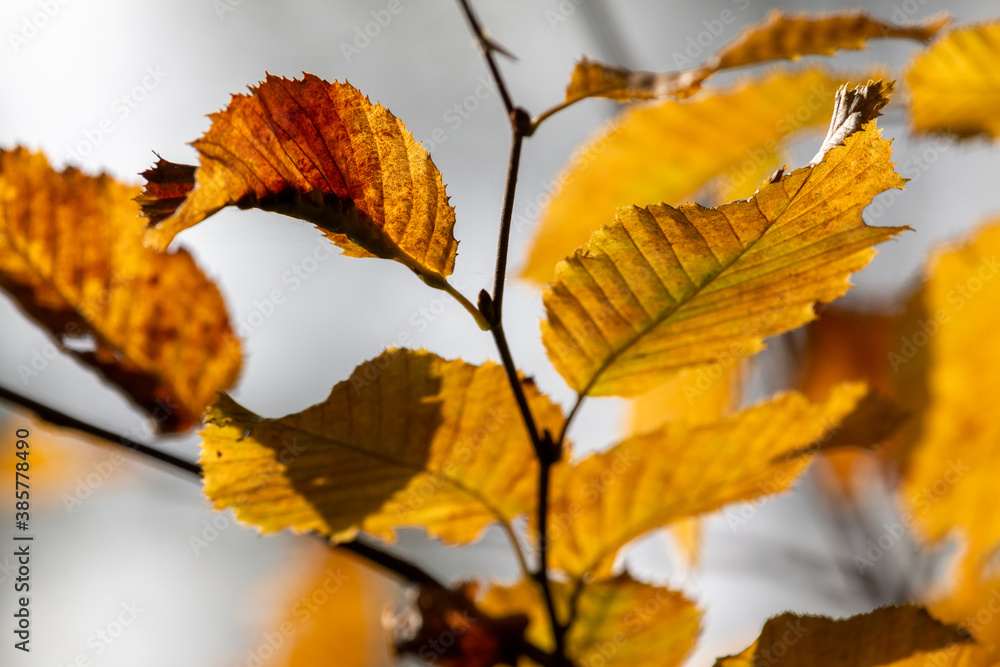 Golden autumn leaves on tree branch Golden autumn leaves on tree branch