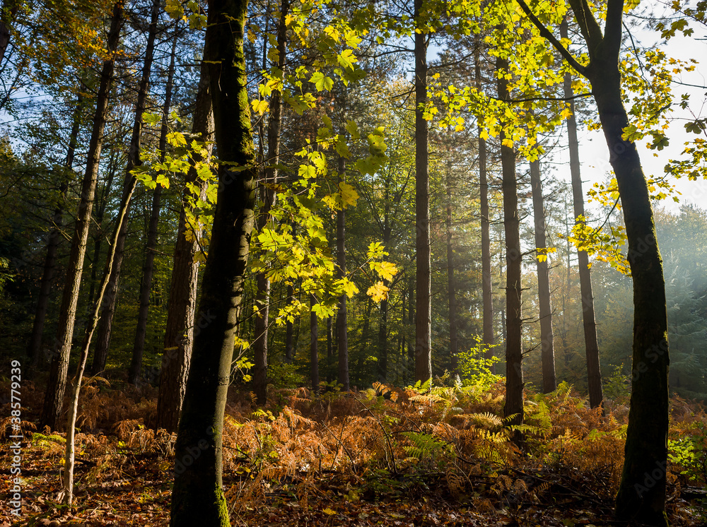 Obraz premium Autumn time of the year in the forest and in the natural landscape