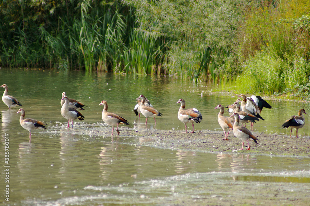 Lots of geese together near water in a nature Lots of geese together near water in a nature