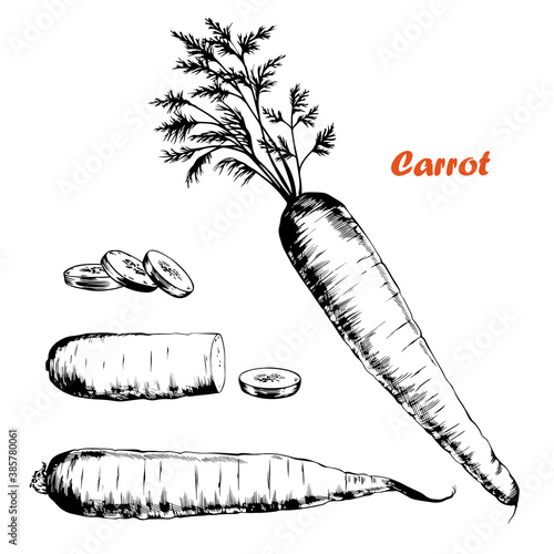 Hand drawn carrot set.