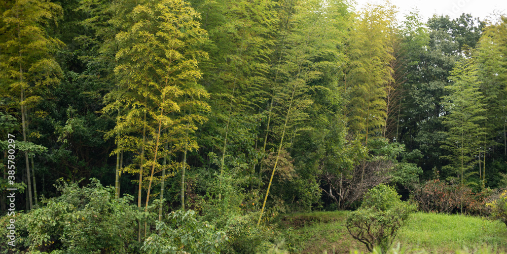 Obraz premium bamboo trees