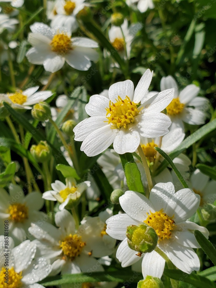 white daisies in a garden white daisies in a garden