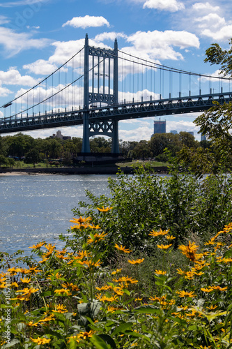 Triborough Bridge over the East River seen from Randalls and Wards Islands with Yellow Flowers during Summer © James
