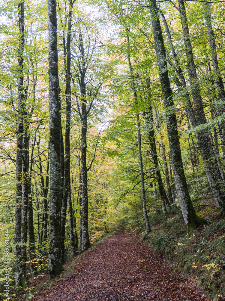 Obraz premium Bosque en Otoño