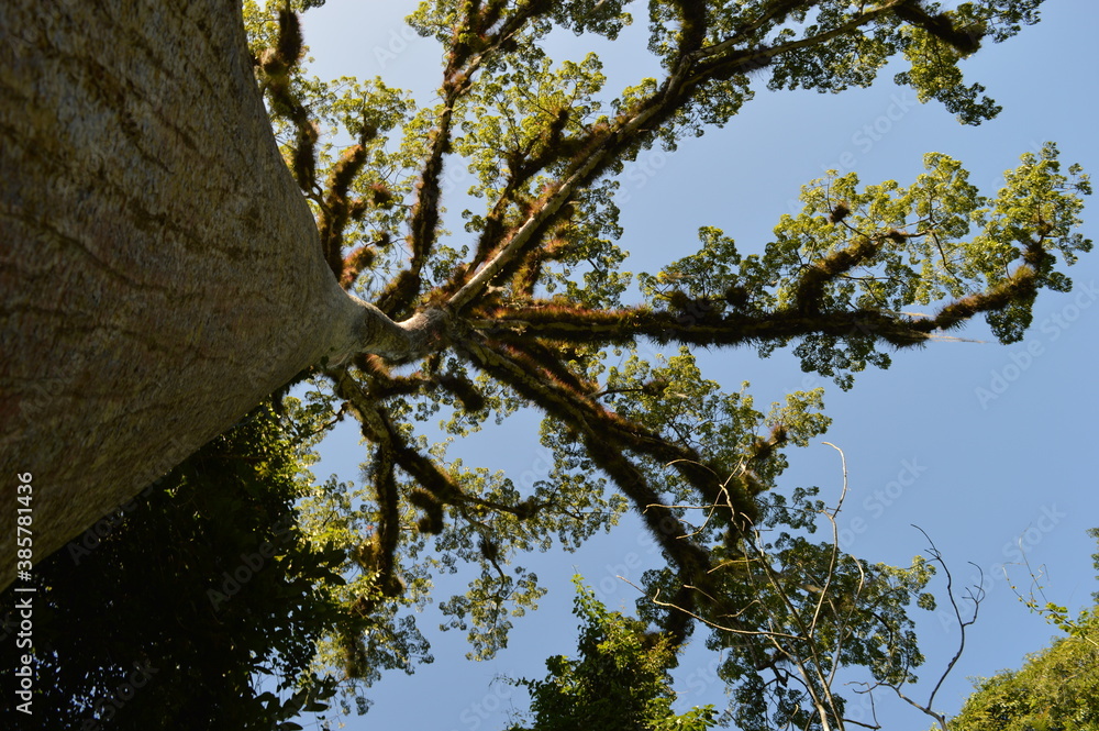 Naklejka premium The stunning ancient Mayan Temple city of Tikal in the jungles of Guatemala, Central America