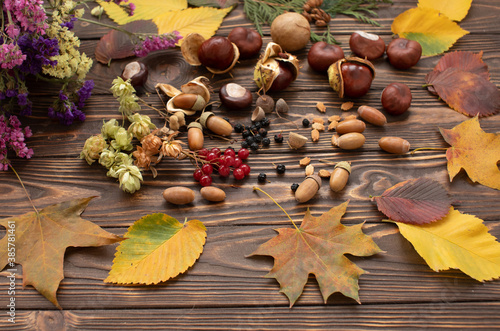 Autumn forest fruit background. Acorns on tree bark and autumn colourful leaves with copyspace.