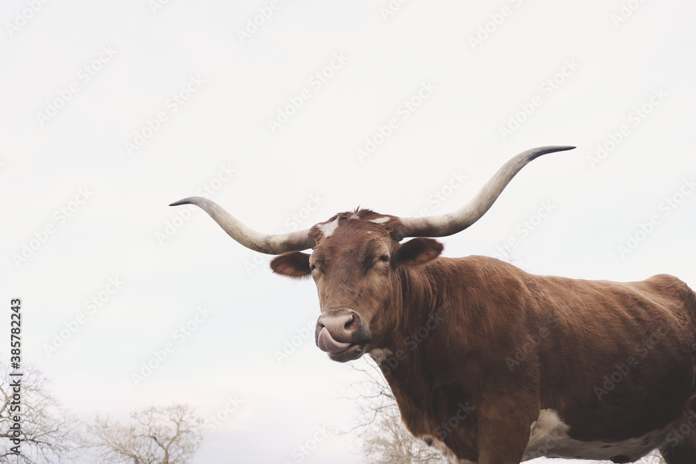 Texas longhorn cow making funny face, isolated on white winter background at farm. Texas longhorn cow making funny face, isolated on white winter background at farm.