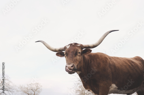 Texas longhorn cow making funny face, isolated on white winter background at farm. © ccestep8