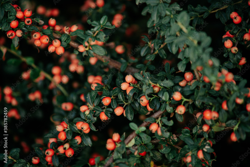 Beautiful berries on bushes in the city park