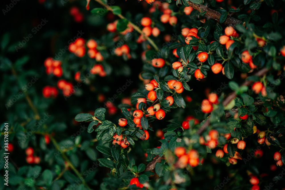 Beautiful berries on bushes in the city park Beautiful berries on bushes in the city park