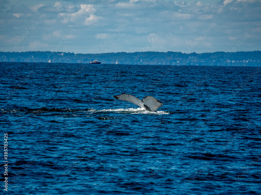 Naklejka premium Humpback Whale Tail