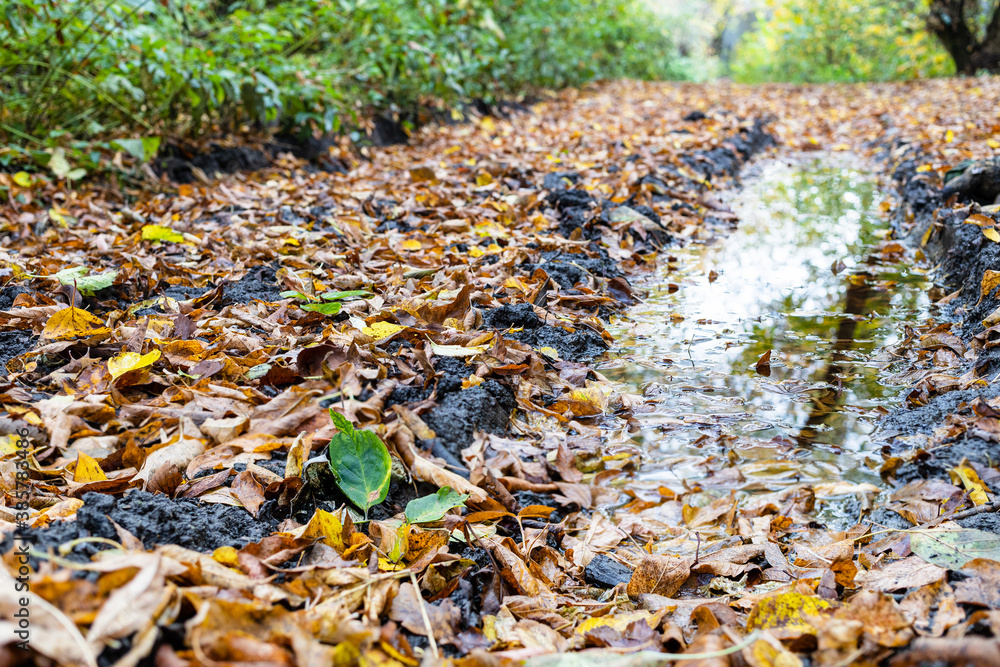 rain puddle in deep track on country road closeup covered with fallen leaves in city park on autumn day rain puddle in deep track on country road closeup covered with fallen leaves in city park on autumn day