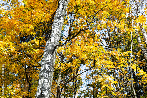 bare white trunk of birch and yellow leaves of maple trees in city park on sunny autumn day