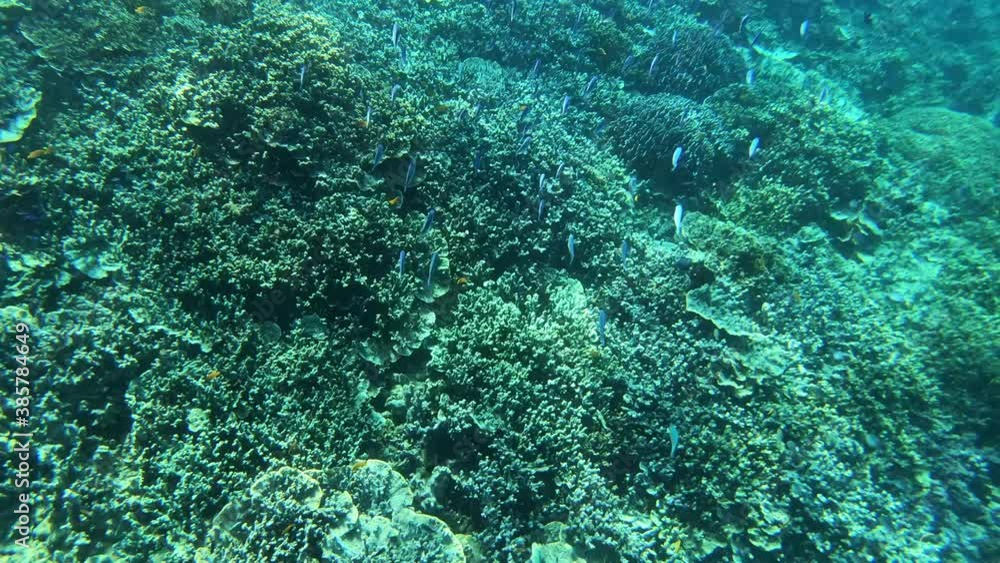 Underwater view of small school of fish swimming above the stony beautiful coral reef from Pescador Island from Cebu, Philippines Underwater view of small school of fish swimming above the stony beautiful coral reef from Pescador Island from Cebu, Philippines