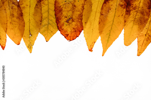 Group of yellow autumn leaves