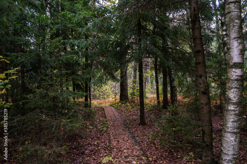 Footpath into forest. Pathway to nowhere.