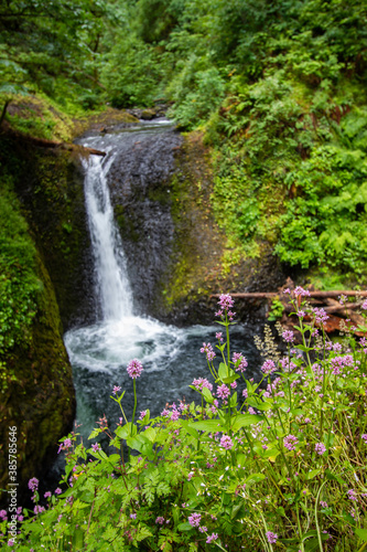 Falls and Flowers off of hiking trail East of Portland in the Columbia River Gorge