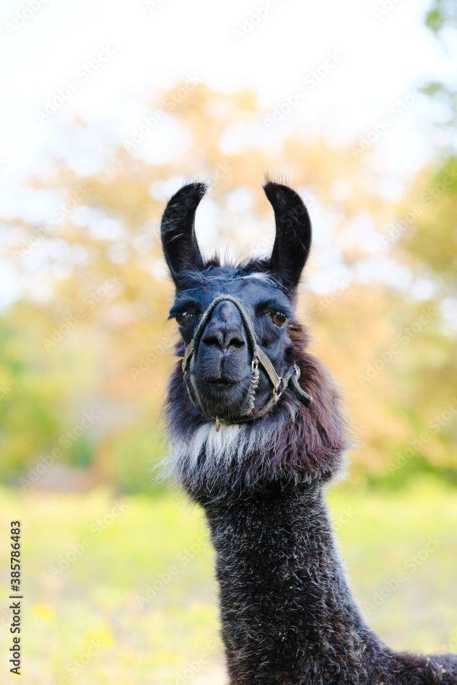 Fototapeta premium llama portrait close up looking at camera with fall season color blurred background on farm.