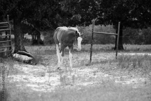 Colt horse walking through rural field in black and white. © ccestep8