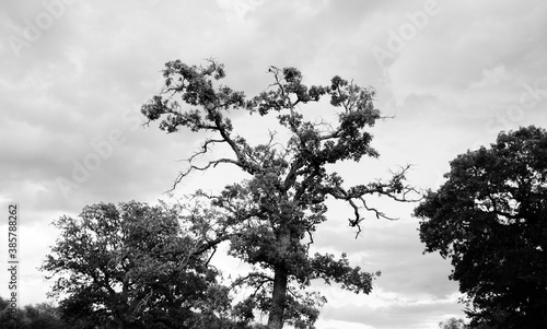 Eerie tree in landscape  with storm clouds background in black and white.