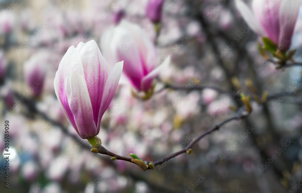 magnolia flowers magnolia flowers