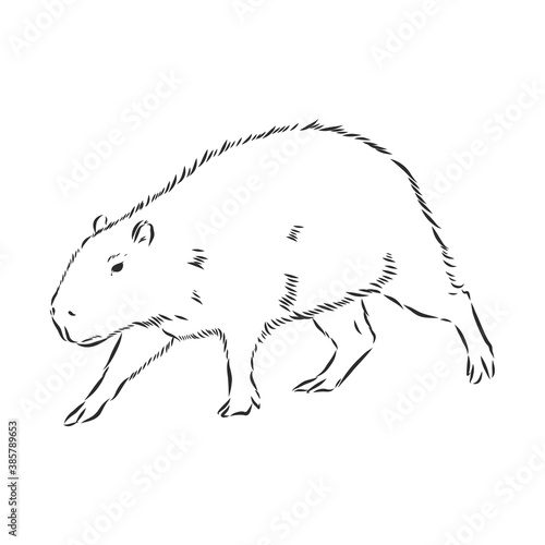 Capybara hand drawing. Animals of South America series. Vintage engraving style. Vector illustration art. Black and white. Object of nature naturalistic sketch. capybara, vector sketch illustration