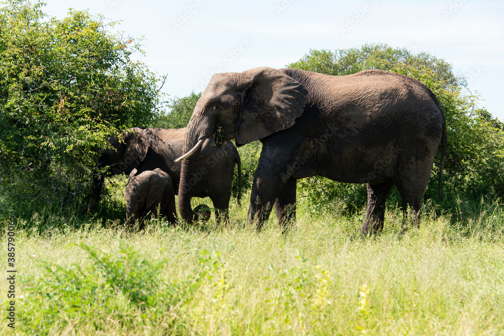 Fototapeta premium Éléphant d'Afrique, Loxodonta africana, Parc national Kruger, Afrique du Sud