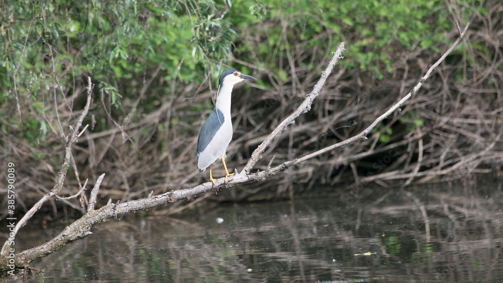 Night Heron in Spain Parc Natural del Delta de l'Ebre Night Heron in Spain Parc Natural del Delta de l'Ebre