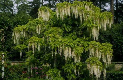 Obraz na plátně Glycine, wisteria floribunda 'Alba'