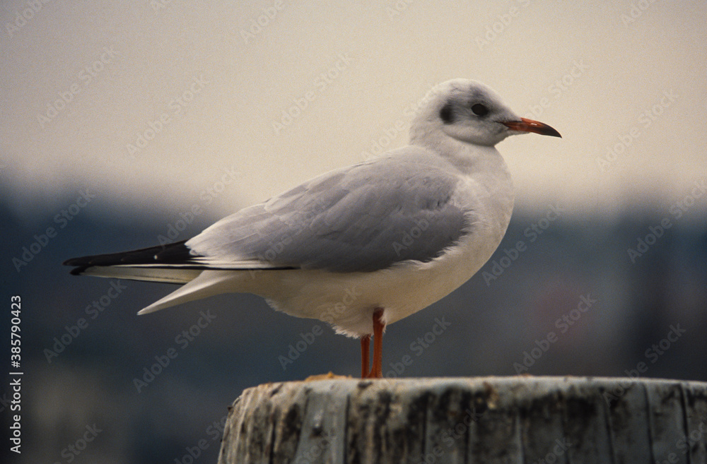 Naklejka premium Mouette rieuse,.Chroicocephalus ridibundus, Black headed Gull