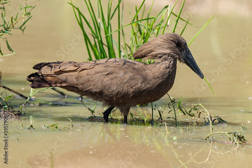 Ombrette africaine,. Scopus umbretta, Hamerkop photo