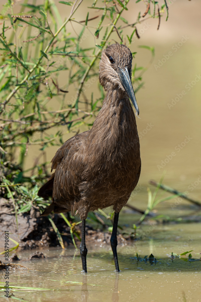 Fototapeta premium Ombrette africaine,. Scopus umbretta, Hamerkop
