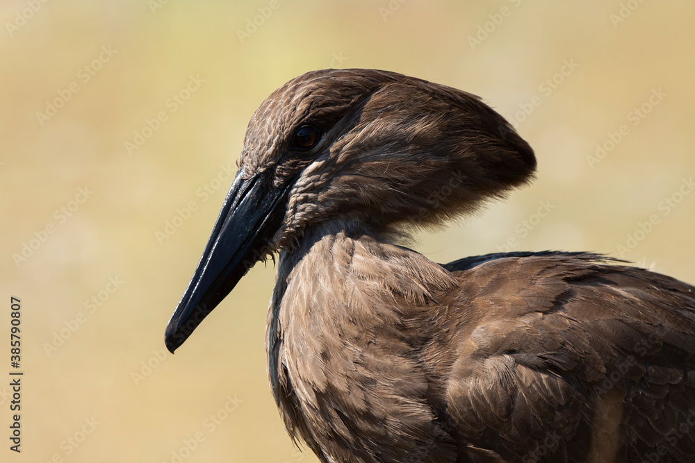 Obraz premium Ombrette africaine,. Scopus umbretta, Hamerkop