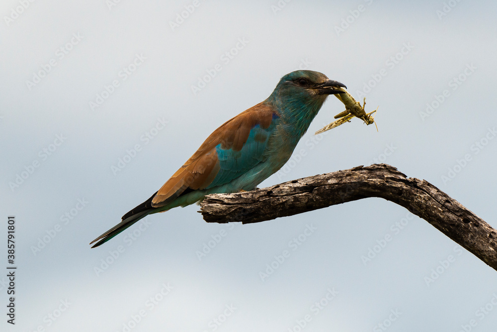 Obraz premium Rollier d'Europe,.Coracias garrulus, European Roller