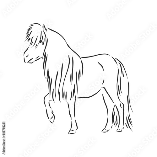 Vector hand drawing pony isolated on white background, pony horse, vector sketch illustration