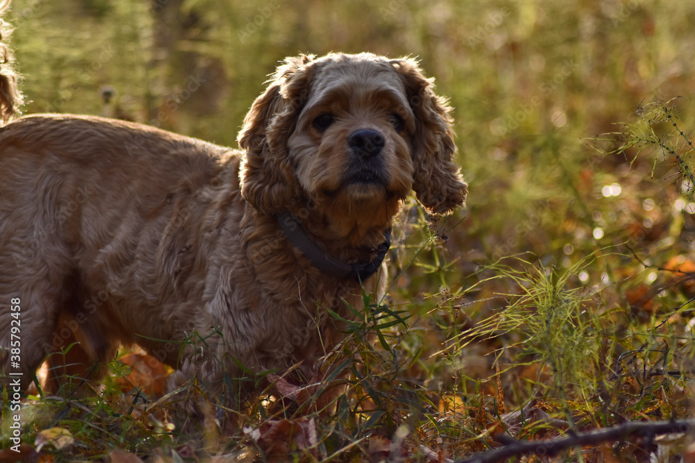 hunting dog in the autumn forest hunting dog in the autumn forest