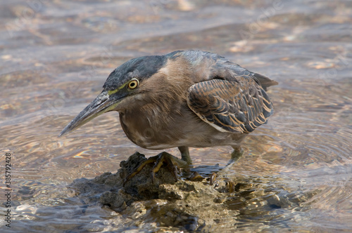 striated heron fishing in the red sea Egypt