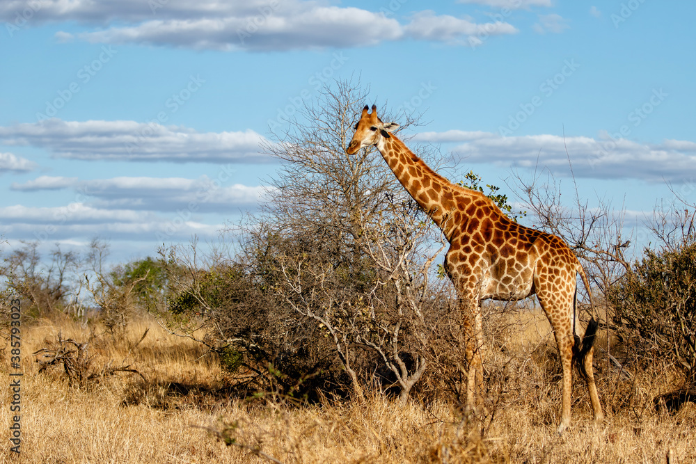 Obraz premium Giraffe searching for food in the Kruger National Park in South Africa