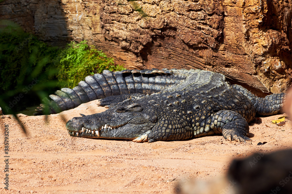 beautiful specimen of nile crocodile lying on the ground relaxed in a zoo in valencia spain beautiful specimen of nile crocodile lying on the ground relaxed in a zoo in valencia spain