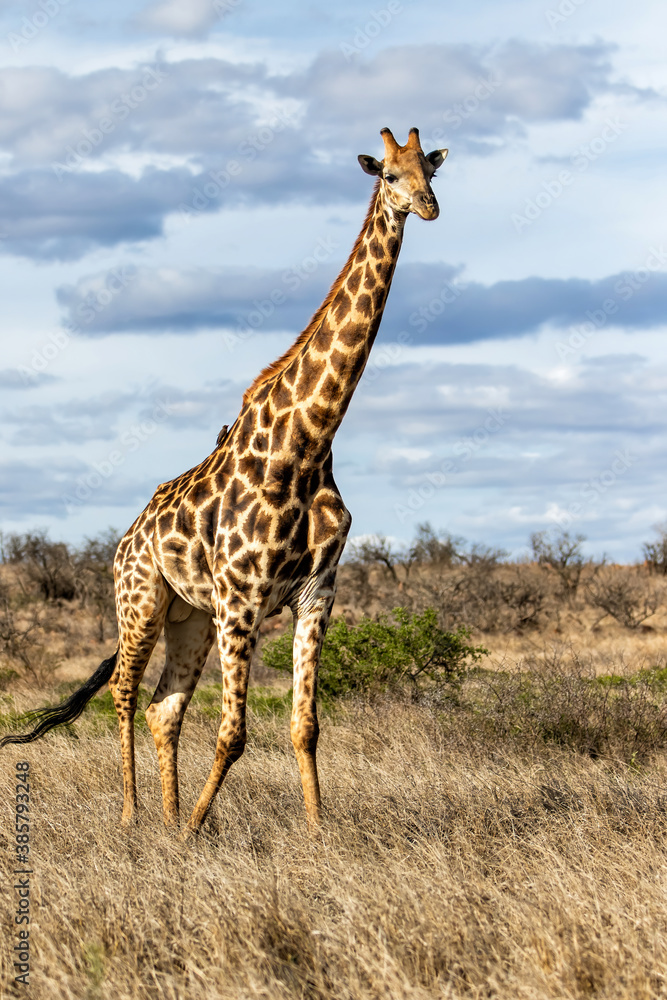 Obraz premium Giraffe searching for food in the Kruger National Park in South Africa