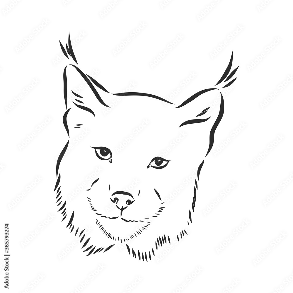 lynx design - wild bobcat black and white vector outline, lynx , vector ...
